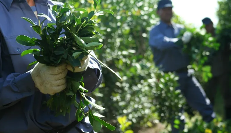 Crisis sin precedentes en la yerba mate: la producción cayó más del 50%