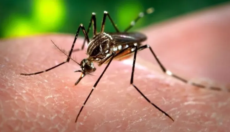 Dengue: recomiendan poner mucho foco en la prevención para evitar otro brote