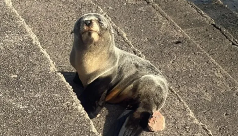 Un pequeño lobo marino fue rescatado en la ribera de Quilmes