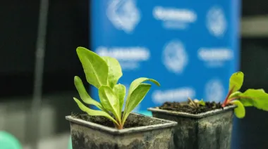 El Municipio de Olavarría continúa con los talleres de huerta y entrega de semillas