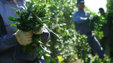 Crisis sin precedentes en la yerba mate: la producción cayó más del 50%