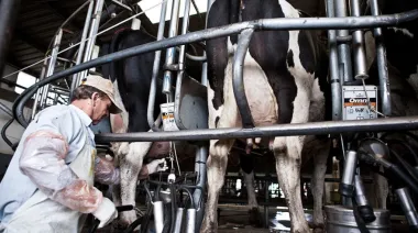 Alerta en el campo: se desploma la actividad lechera y cierran más de mil tambos