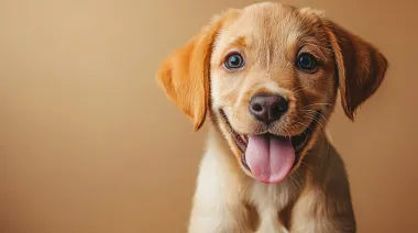 Los primeros seis meses de vida definen la personalidad de los perros