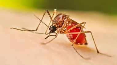 Médicos bonaerenses alertan por el dengue y reclaman un plan nacional para prevenir una epidemia