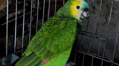 Rescatan 113 aves silvestres que eran vendidas ilegalmente en una vivienda de Moreno