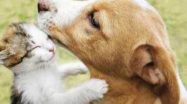 Vicente López festeja el Día del Animal con actividades, adopciones y servicios gratuitos