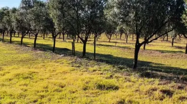 En mayo, Coronel Dorrego invita a vivir la cosecha de oliva