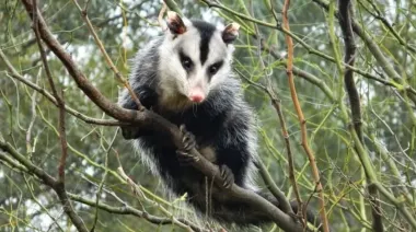 Un paseo entre aves, senderos y naturaleza: la Reserva Ecológica de Vicente López invita a disfrutar del receso