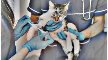 Moreno refuerza durante septiembre los operativos gratuitos para cuidar a perros y gatos
