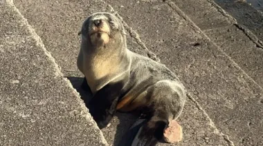 Un pequeño lobo marino fue rescatado en la ribera de Quilmes
