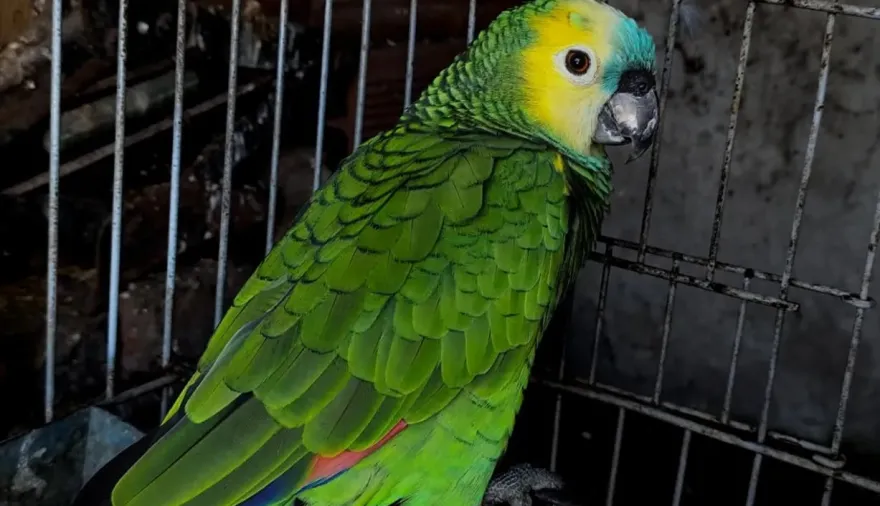 Rescatan 113 aves silvestres que eran vendidas ilegalmente en una vivienda de Moreno