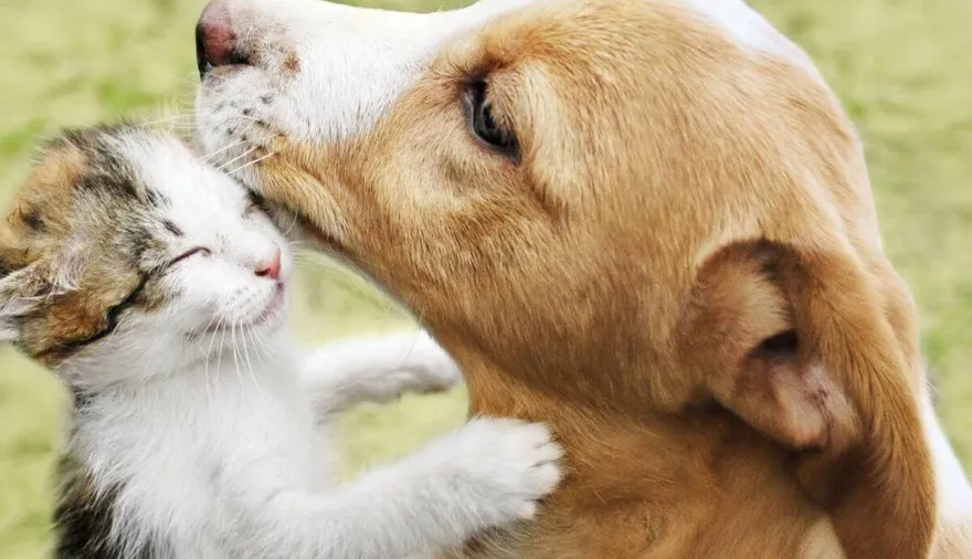 Vicente López festeja el Día del Animal con actividades, adopciones y servicios gratuitos