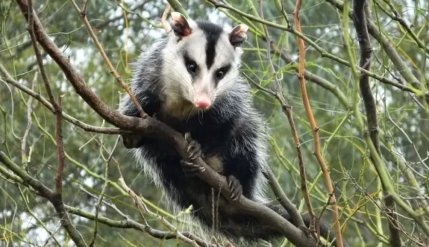 Un paseo entre aves, senderos y naturaleza: la Reserva Ecológica de Vicente López invita a disfrutar del receso