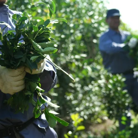 Crisis sin precedentes en la yerba mate: la producción cayó más del 50%