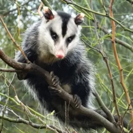 Un paseo entre aves, senderos y naturaleza: la Reserva Ecológica de Vicente López invita a disfrutar del receso