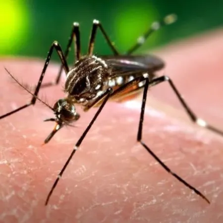 Dengue: recomiendan poner mucho foco en la prevención para evitar otro brote